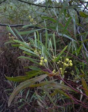 Fotografia 16 da espécie Acacia retinodes no Jardim Botânico UTAD