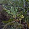 Fotografia 16 da espécie Acacia retinodes do Jardim Botânico UTAD