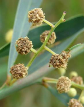 Fotografia 17 da espécie Acacia retinodes no Jardim Botânico UTAD
