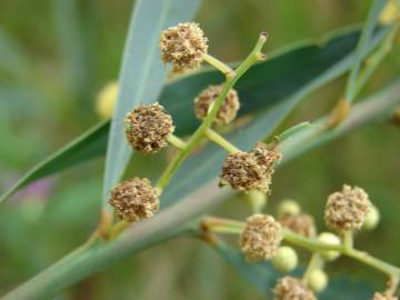 Fotografia da espécie Acacia retinodes