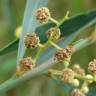 Fotografia 17 da espécie Acacia retinodes do Jardim Botânico UTAD