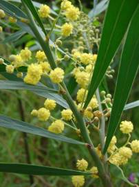 Fotografia da espécie Acacia retinodes