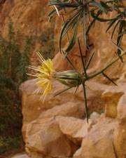 Fotografia da espécie Carthamus fruticosus