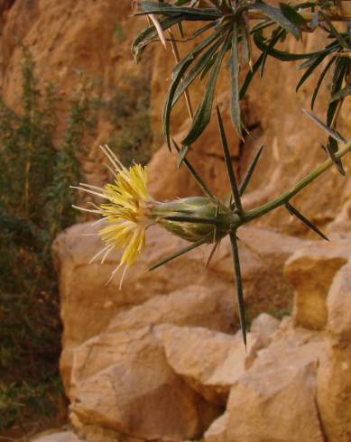 Fotografia de capa Carthamus fruticosus - do Jardim Botânico