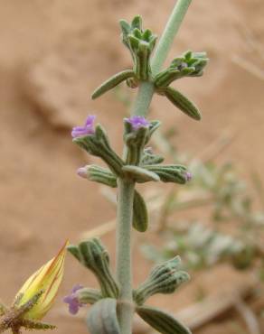 Fotografia 1 da espécie Marrubium deserti no Jardim Botânico UTAD