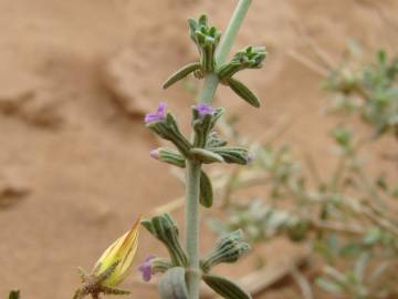 Fotografia da espécie Marrubium deserti