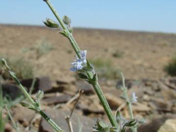 Fotografia da espécie Salvia aegyptiaca