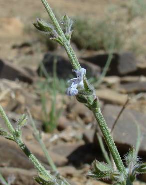 Fotografia 1 da espécie Salvia aegyptiaca no Jardim Botânico UTAD