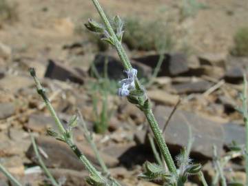 Fotografia da espécie Salvia aegyptiaca