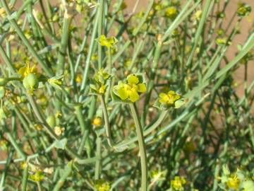 Fotografia da espécie Euphorbia guyoniana