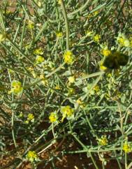 Euphorbia guyoniana