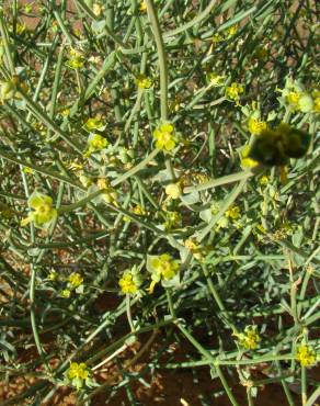 Fotografia 1 da espécie Euphorbia guyoniana no Jardim Botânico UTAD