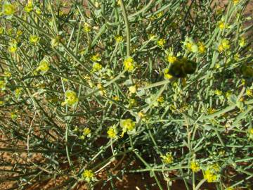 Fotografia da espécie Euphorbia guyoniana