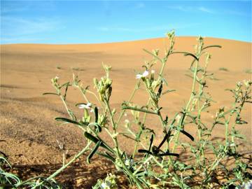 Fotografia da espécie Eremobium aegyptiacum subesp. longisiliquum