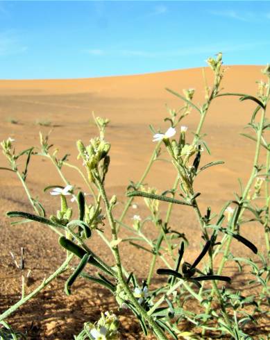 Fotografia de capa Eremobium aegyptiacum subesp. longisiliquum - do Jardim Botânico