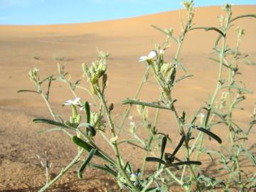 Fotografia da espécie Eremobium aegyptiacum subesp. longisiliquum