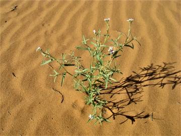 Fotografia da espécie Eremobium aegyptiacum subesp. longisiliquum