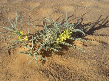 Fotografia da espécie Astragalus gombo