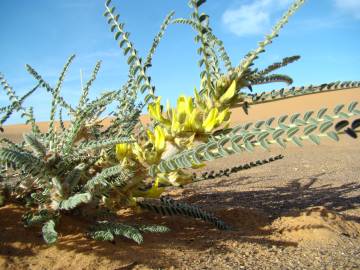 Fotografia da espécie Astragalus gombo