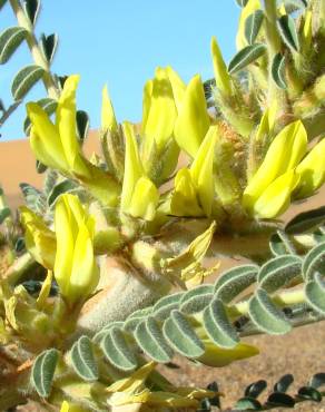 Fotografia 4 da espécie Astragalus gombo no Jardim Botânico UTAD