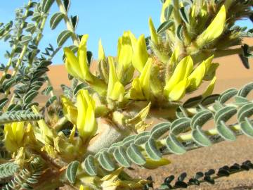 Fotografia da espécie Astragalus gombo