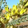 Fotografia 4 da espécie Astragalus gombo do Jardim Botânico UTAD