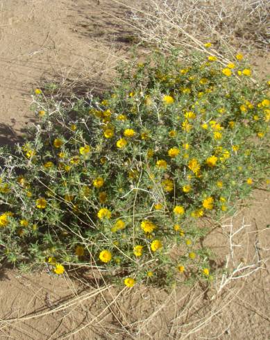 Fotografia de capa Asteriscus graveolens - do Jardim Botânico