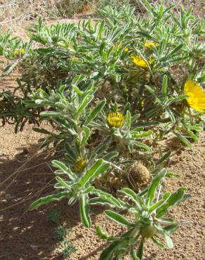 Fotografia 3 da espécie Asteriscus graveolens no Jardim Botânico UTAD