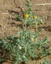 Fotografia da espécie Brocchia cinerea