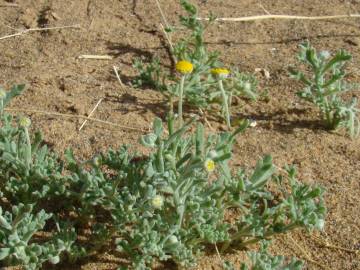 Fotografia da espécie Brocchia cinerea