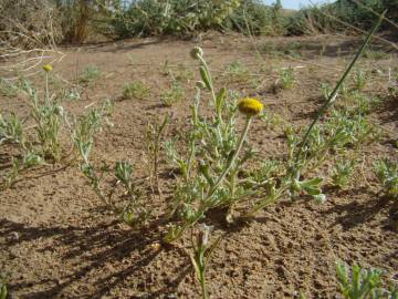 Fotografia da espécie Brocchia cinerea