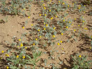 Fotografia da espécie Brocchia cinerea