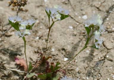 Fotografia da espécie Limonium lobatum