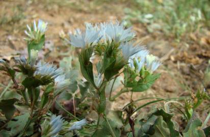 Fotografia da espécie Limonium lobatum