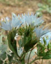 Fotografia da espécie Limonium lobatum