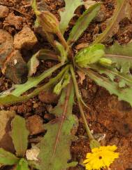Hedypnois arenaria
