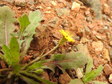 Fotografia da espécie Hedypnois arenaria