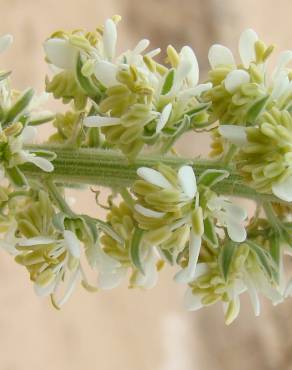 Fotografia 5 da espécie Reseda villosa no Jardim Botânico UTAD