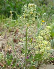 Reseda diffusa