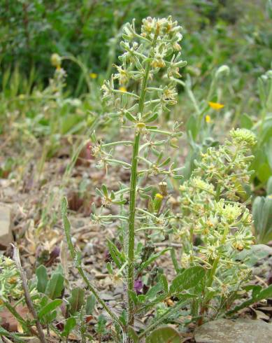 Fotografia de capa Reseda diffusa - do Jardim Botânico