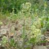 Fotografia 1 da espécie Reseda diffusa do Jardim Botânico UTAD