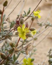 Fotografia da espécie Helianthemum lippii