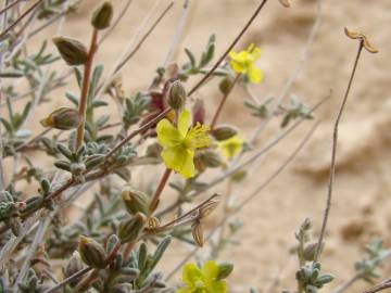 Fotografia da espécie Helianthemum lippii