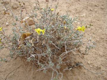 Fotografia da espécie Helianthemum lippii