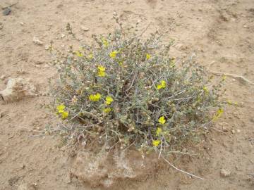 Fotografia da espécie Helianthemum lippii