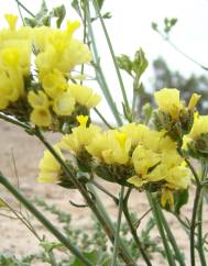 Limonium bonduellei