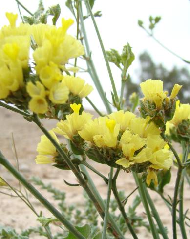 Fotografia de capa Limonium bonduellei - do Jardim Botânico