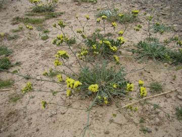 Fotografia da espécie Limonium bonduellei