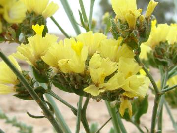 Fotografia da espécie Limonium bonduellei