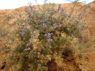 Fotografia da espécie Globularia arabica